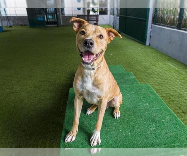 Medium Photo #3 Mutt Puppy For Sale in Pasadena, CA, USA