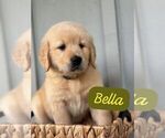 Puppy Bella Golden Retriever