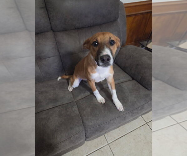 Medium Photo #2 Mutt Puppy For Sale in Brewster, NY, USA