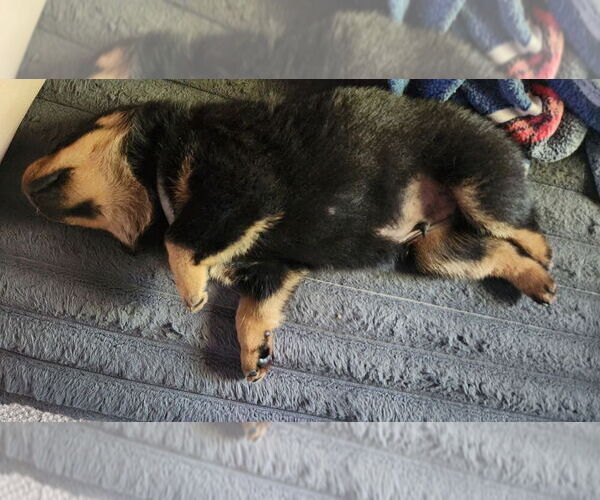 Medium Photo #8 Rottweiler Puppy For Sale in WINDSOR, ME, USA