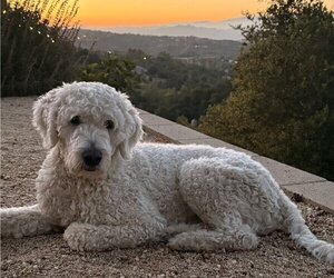 Father of the Goldendoodle puppies born on 05/18/2025