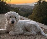 Small Photo #1 Goldendoodle Puppy For Sale in RAMONA, CA, USA