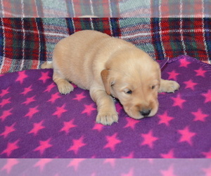 Golden Retriever Puppy for Sale in OWEN, Wisconsin USA