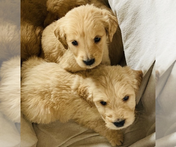 Medium Photo #1 Goldendoodle Puppy For Sale in WEST ALEXANDRIA, OH, USA
