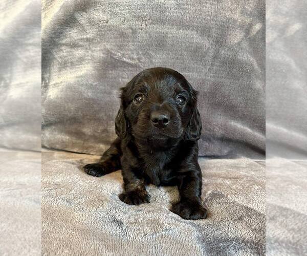 Medium Photo #13 Dachshund Puppy For Sale in AIKEN, SC, USA