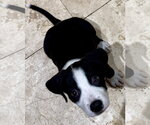 Small #1 Labrador Retriever