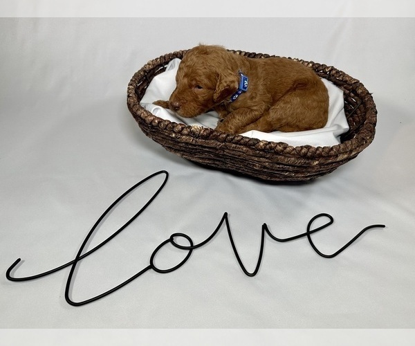Medium Photo #6 Goldendoodle Puppy For Sale in ABILENE, TX, USA