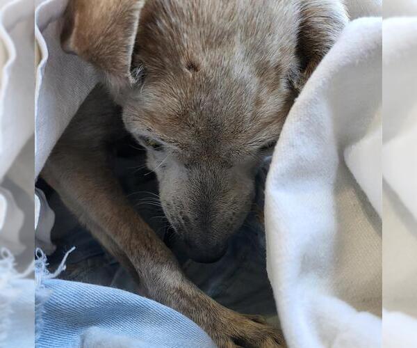 Medium Photo #1 Chihuahua-Unknown Mix Puppy For Sale in San Antonio, TX, USA