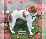 Small Photo #5 Brittany Puppy For Sale in Curwensville, PA, USA