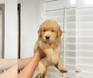 Golden Retriever Dog for Adoption in DIAMOND, California USA