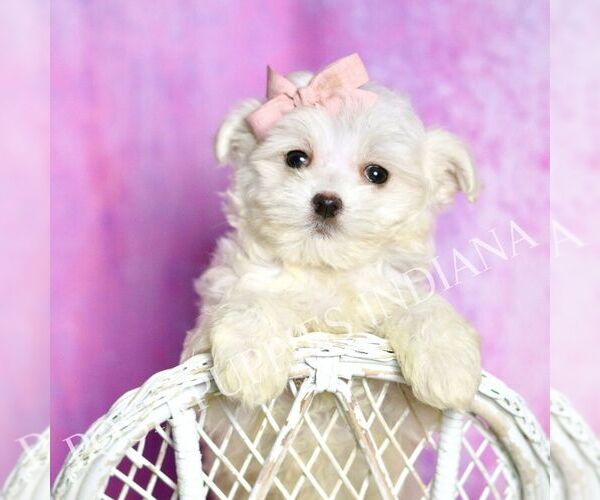 Medium Photo #5 Maltipoo (Toy) Puppy For Sale in WARSAW, IN, USA