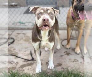 Mutt Dogs for adoption in Modesto, CA, USA