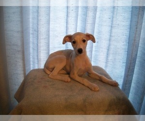 Whippet Puppy for sale in OWASSO, OK, USA