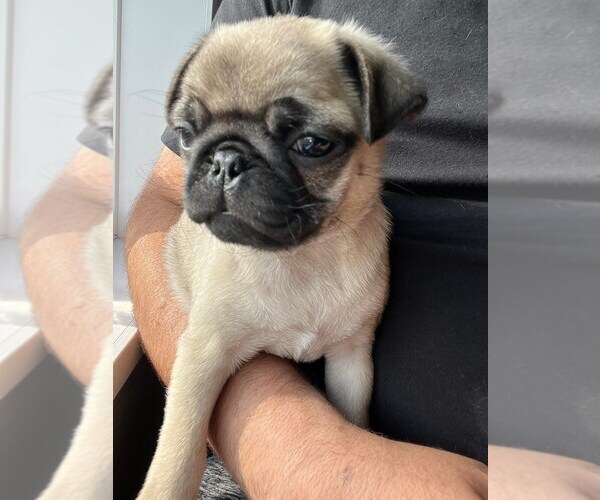 Medium Photo #1 Pug Puppy For Sale in FORT WAYNE, IN, USA