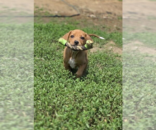 Medium Photo #2 Australian Shepherd-Dachshund Mix Puppy For Sale in Aurora, IN, USA