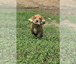 Small #1 Australian Shepherd-Dachshund Mix