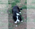 Small #1 Border Collie Mix