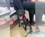 Small #3 Labrador Retriever Mix