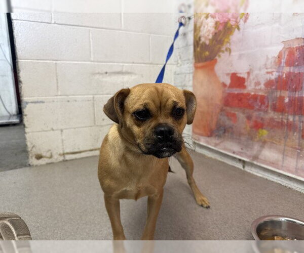 Medium Photo #1 Pug-Unknown Mix Puppy For Sale in San Bernardino, CA, USA
