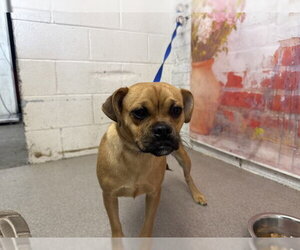 Pug-Unknown Mix Dogs for adoption in San Bernardino, CA, USA