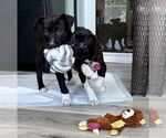 Small #4 Labrador Retriever Mix