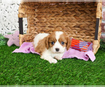 Image preview for Ad Listing. Nickname: Krissy