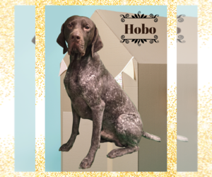 Father of the German Shorthaired Pointer puppies born on 06/05/2026