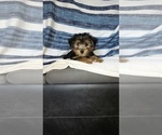 Puppy Leo Yorkshire Terrier
