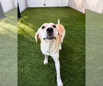 Small #2 Labrador Retriever Mix