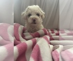 Small Photo #5 Bichon Frise Puppy For Sale in LIVERPOOL, NY, USA