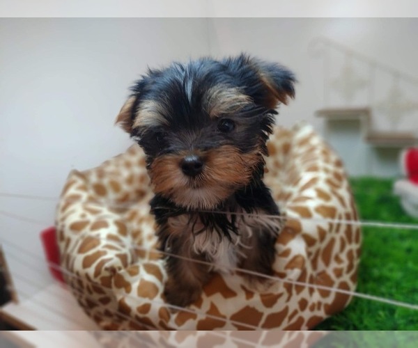 Medium Photo #5 Yorkshire Terrier Puppy For Sale in CHICAGO, IL, USA