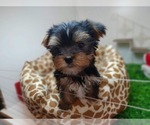 Small Photo #5 Yorkshire Terrier Puppy For Sale in CHICAGO, IL, USA
