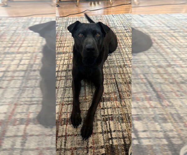 Medium Photo #2 German Shepherd Dog-Unknown Mix Puppy For Sale in Aurora, IN, USA