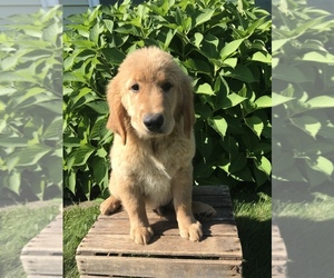 Golden Retriever Puppy for sale in GOSHEN, IN, USA