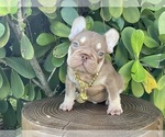 Small #1 French Bulldog