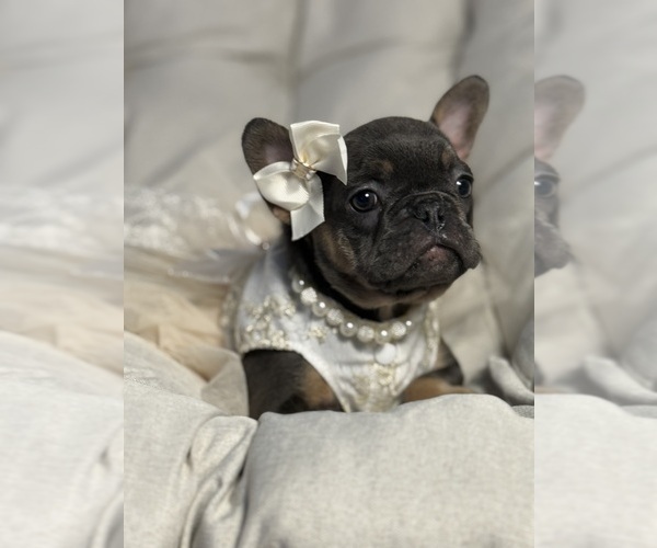 Medium Photo #4 French Bulldog Puppy For Sale in MC GRAW, NY, USA