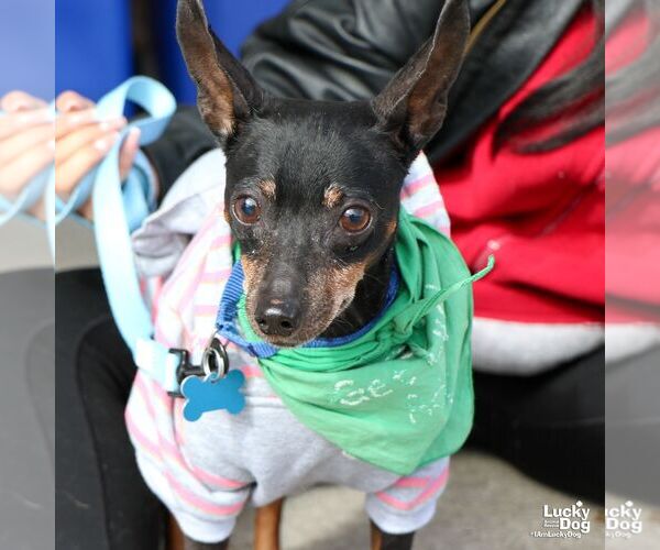 Medium Photo #2 Miniature Pinscher-Unknown Mix Puppy For Sale in Washington, DC, USA