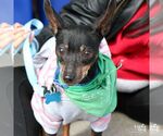 Small #1 Miniature Pinscher Mix