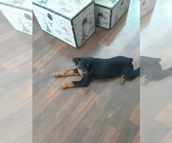 Medium Photo #1 Rottweiler Puppy For Sale in RALEIGH, NC, USA
