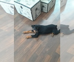 Small Photo #1 Rottweiler Puppy For Sale in RALEIGH, NC, USA