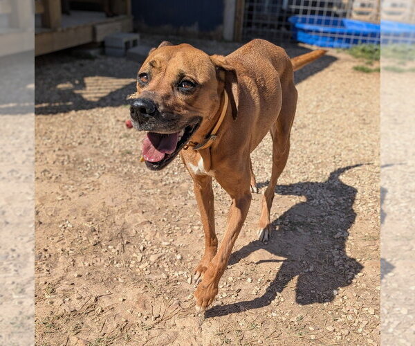 Medium Photo #2 Boxador Puppy For Sale in Vail, AZ, USA