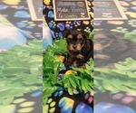 Small Photo #98 Yorkshire Terrier Puppy For Sale in AKRON, OH, USA