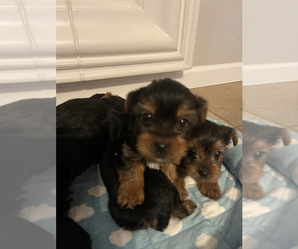 Medium Photo #6 Yorkshire Terrier Puppy For Sale in RANCHO CORDOVA, CA, USA