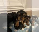 Small #5 Yorkshire Terrier