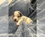 Small Photo #5 Chiweenie Puppy For Sale in BURLINGTON TOWNSHIP, PA, USA