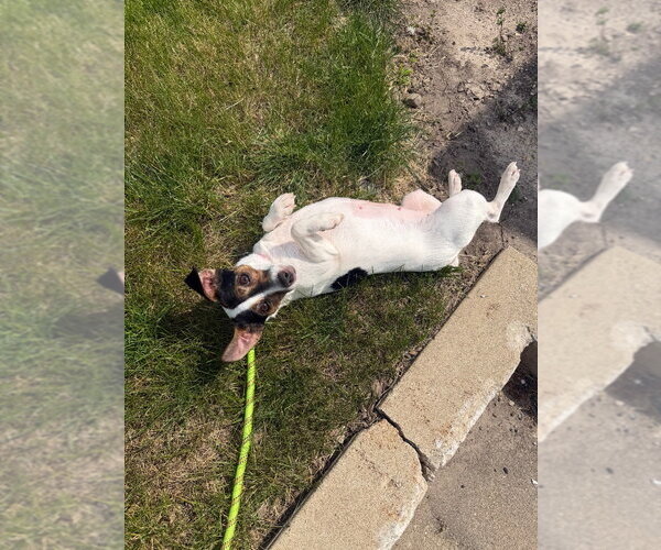 Medium Photo #4 Jack Russell Terrier Puppy For Sale in Pierceton , IN, USA