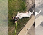 Small #3 Jack Russell Terrier