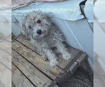 Small #1 Mutt