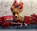 Puppy Green Collar Pembroke Welsh Corgi
