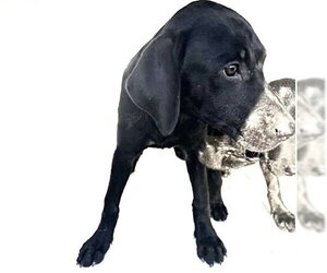 Labrador Retriever-Unknown Mix Dogs for adoption in Houston, TX, USA